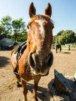 Cabalgata por Coihues: Paseo a Caballo en Medio de la Naturaleza Patagónica - Imagen 2
