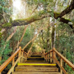 Navegación por Nahuel Huapi: Isla Victoria y Bosque de Arrayanes sin traslado