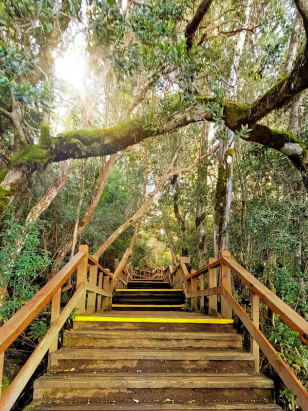 Isla Victoria y Bosque de Arrayanes con Traslado - Imagen 3