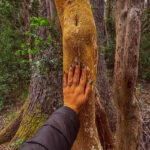 Isla Victoria y Bosque de Arrayanes con Traslado