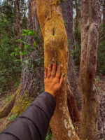 Isla Victoria y Bosque de Arrayanes con Traslado