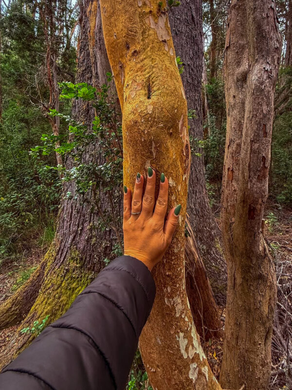 Isla Victoria y Bosque de Arrayanes con Traslado - Imagen 1
